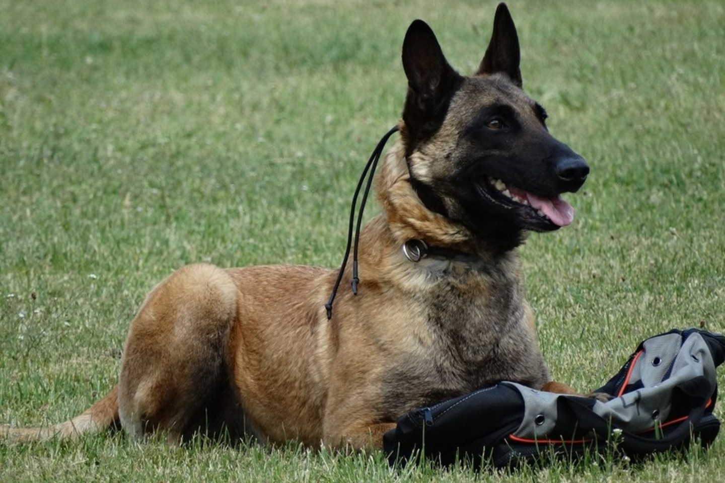 Geriausiu šunimi tapo Varėnoje tarnaujantis kinologo Sigito Sužiedėlio belgų aviganis Grikis. <br> VSAT nuotr.