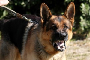 Kauno medikai atskleidė, kokia šuns sukandžiotos šešiametės būklė