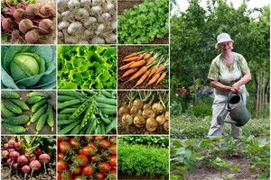 Trąšoms kaunietė neišleidžia nė cento, bet jos įspūdingo derliaus užtenka ir giminėms