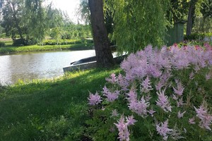  Mano metų  atradimas – 3 puošnūs kiemo  augalai, kuriais beveik nereikia rūpintis