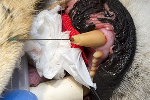 Į veterinarų rankas džiunglių karalius pateko dėl žmogiškos priežasties