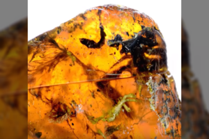 Įspūdingas inkliuzas: gintare įkalintas kone 100 mln. metų senumo paukštis