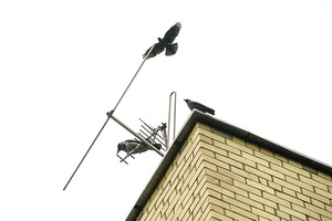 Sostinėje varnos praeiviams kapoja galvas