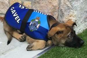 Šuniukas neteko darbo policijoje, nes buvo per mielas. Tuo istorija nesibaigė