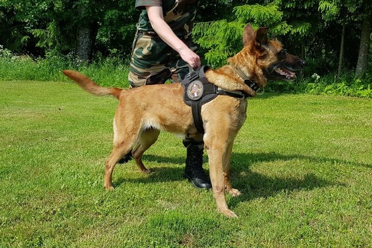 Belgų aviganė Hera girtą chuliganą rado besislepiantį krūmuose 