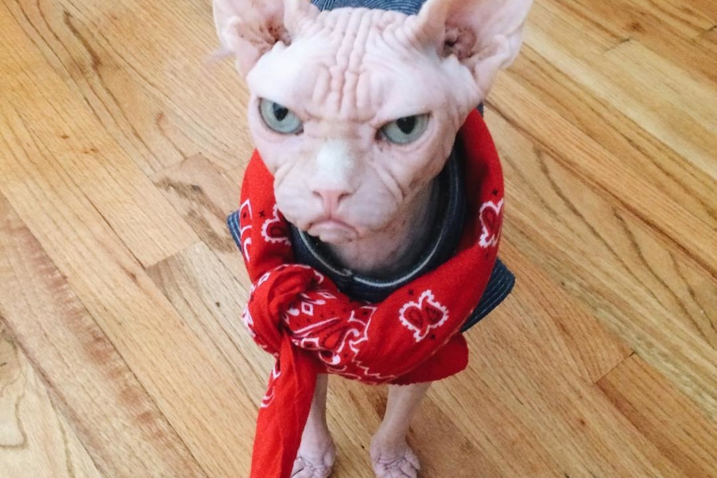 Surūgęs Lokio veidas jį pavertė tikra interneto įžymybe, o jo paskyrą socialiniame tinkle „Instagram“ seka net 29 tūkstančiai žmonių! <br> Instagram.com/loki_the_sphynx nuotr.