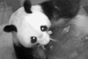 Japonija džiūgauja: pasaulio šviesą išvydo pandos jauniklis