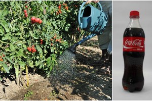 Sužinokite, kodėl  patyrę daržininkai kai kurias gėrybes tręšia „Coca-cola“ tirpalu