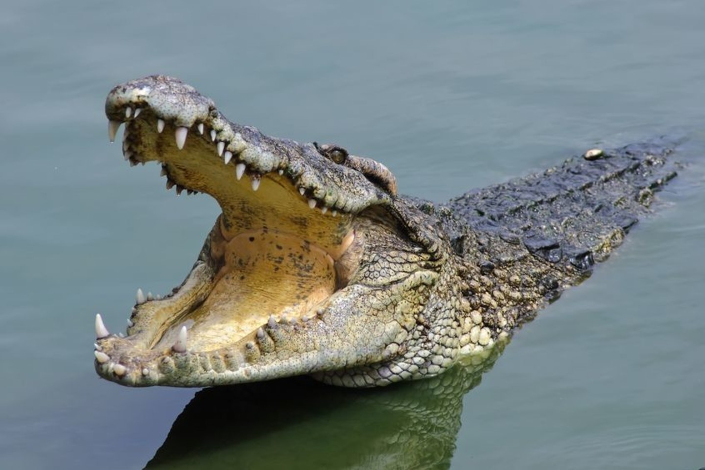  Alkanas žmogėdra krokodilas nusprendė, kad keliautojai bus idealūs jo pietūs.<br> 123rf.com nuotr.