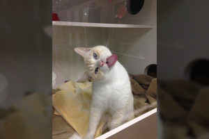 Juokingas katinas sugalvojo originalų būdą, kaip surasti naujus šeimininkus