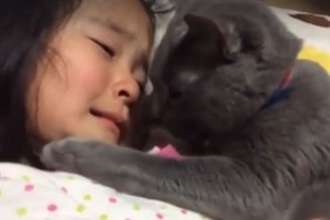 Meiliau nebūna: štai kaip katė reagavo į verkiančią mergaitę