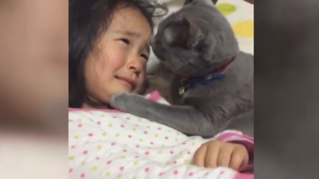 Katės reakcija į verkiančią mergaitę sujaudins iki širdies gelmių