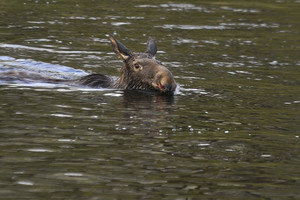 Tvenkinyje Kauno rajone – beviltiška briedžio išgyvenimo drama