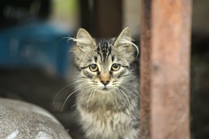 Užsimojo išnaikinti laukines kates dėl jų daromos žalos