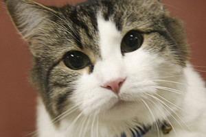 Australija stato didžiulę tvorą dykumoje nuo kačių