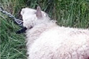 Po vilkų antpuolio likusi gyva avis nesiliauja bliauti