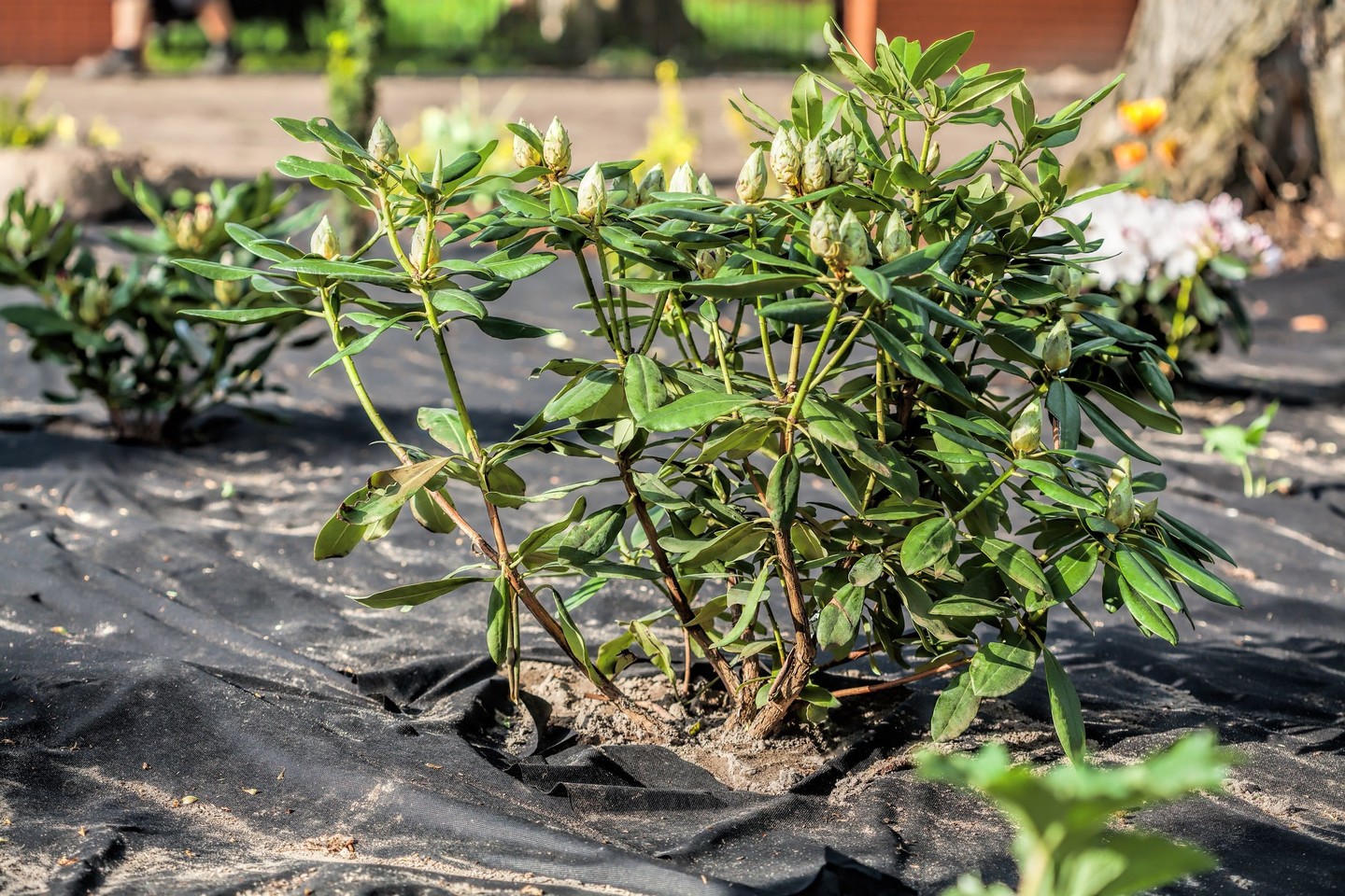  Puošniuosius rododendrus galima užsiauginti kiekviename kieme, tereikia įsidėmėti  kelias pagrindines jų auginimo taisykles.<br> 123  nuotr.