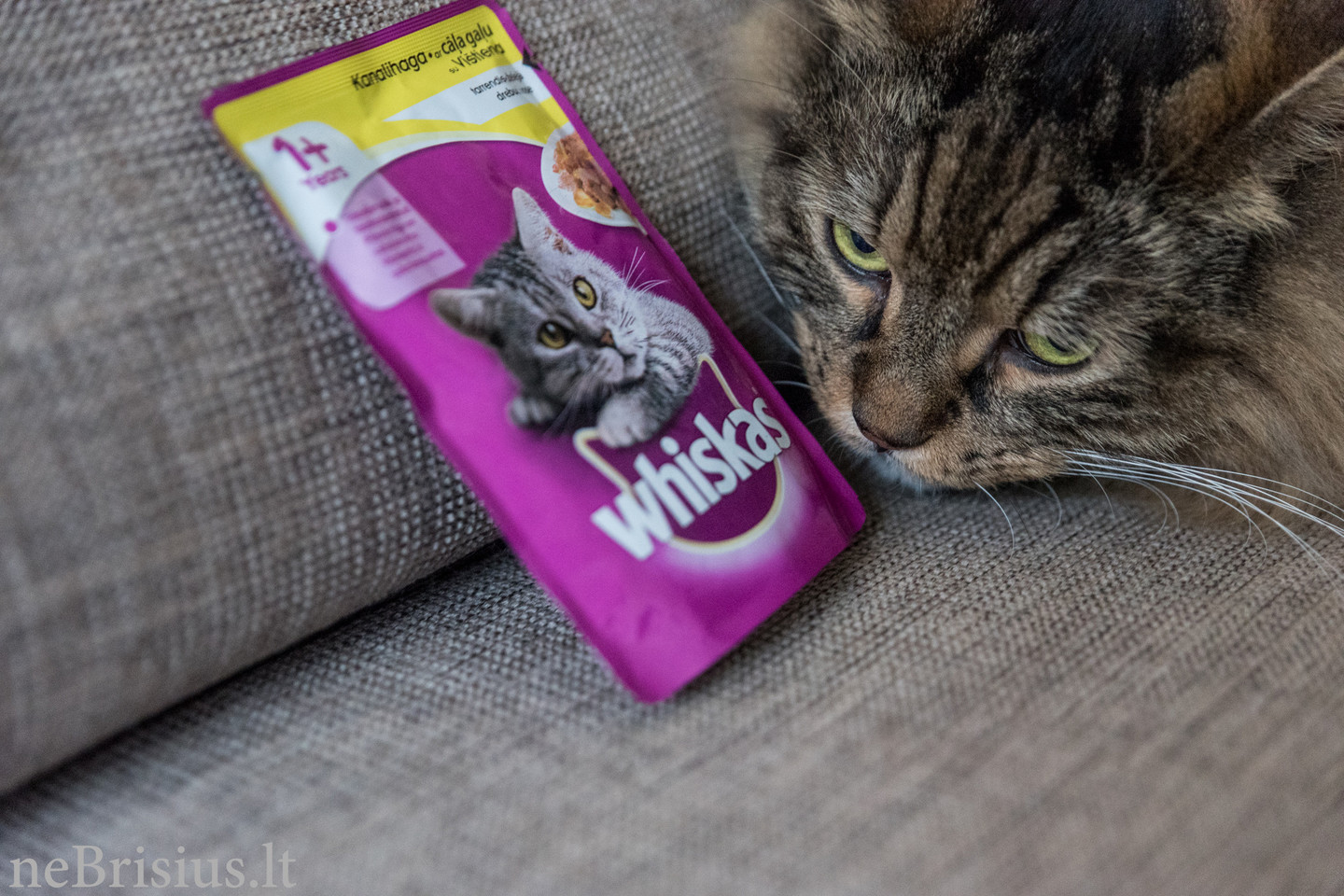 Tikras svajonių katinas. Įsitikinau, kad priglaustas gyvūnas meilę šeimininkui atiduoda šimteriopai. Nebuvo nė akimirkos, kad pasigailėčiau savo sprendimo. <br> V, Graužinytės nuotr.