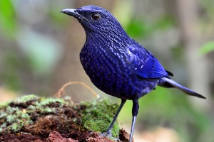 Mėlyno paukščio testas: sužinosite apie save daugiau nei norėtumėte