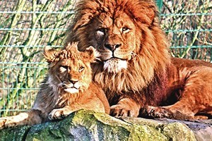 Nugaišus patelei liūto poelgis su jaunikliu nustebino prižiūrėtojus