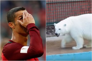 Pranašė baltoji meška vėl pasirinko: Rusija nuliūdins Cristiano Ronaldo