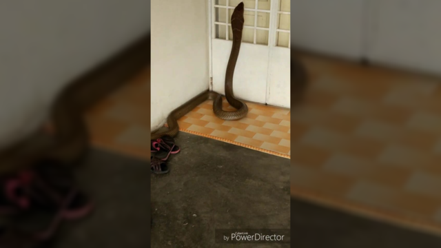 Vos nesustojo širdis: vyras savo kieme susidūrė su gigantiška kobra