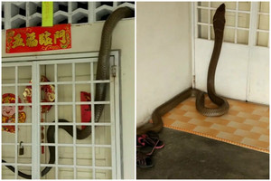 Siaubingas radinys vyro namų kieme: vos nesustojo širdis