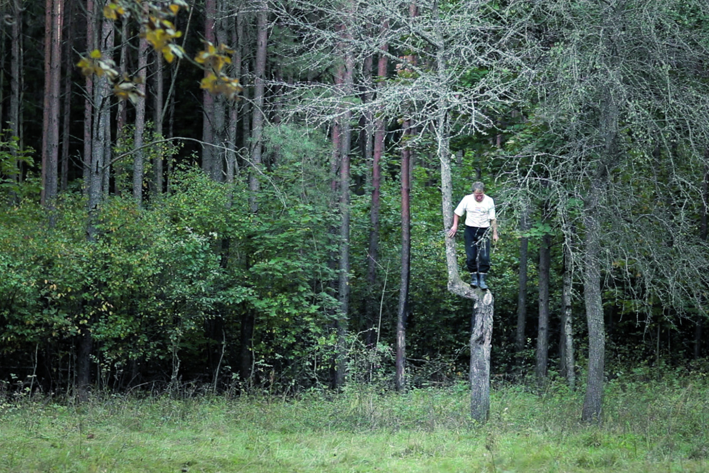 „Šaltos ausys“.