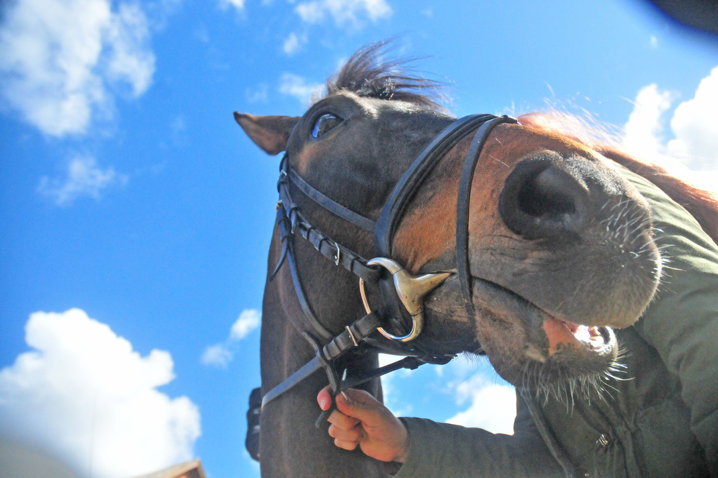 žirgai, žiemos konkūrų čempionato finalas, jojimas, raiteliai, Žagarė, joja, žirgas, arklys<br>A.Vaitkevičiaus nuotr.