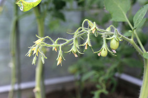 Pomidorai  žydi, bet nemezga vaisių, krinta žiedai – aiškiai ir suprantamai, kodėl