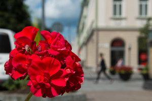 Pasigrožėkite: sostinėje sužydo vasaros gėlynai