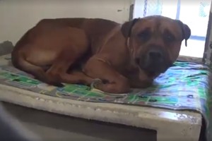 Neištversite ir jūs: prieglaudoje paliktas šuo verkė pasikūkčiodamas