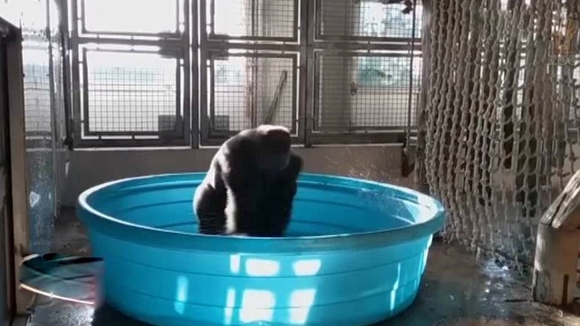 Zoologijos sodo darbuotojai užfiksavo linksmą gorilos šokį vandenyje