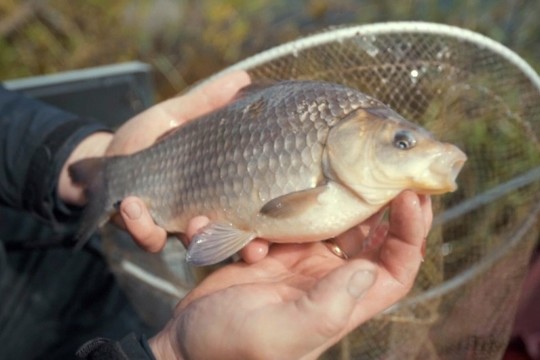 Patyręs žvejys atskleidė dugninės meškerės subtilybes