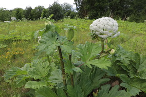 Sostinėje naikinami Sosnovskio barščiai: sklypų savininkams – perspėjimas