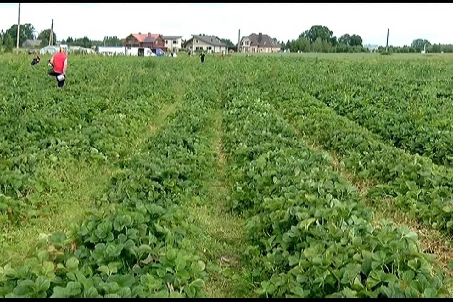  Ūkininkai braškes leidžia skinti tiesiai iš lysvių. Kilogramas prisiskintų uogų kai kuriuose ūkiuose kainuoja vieną eurą.<br> „Lietuvos ryto“ televizijos stopkadras