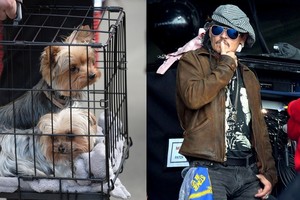 Johnny Deppas dėl savo šunų įklimpo giliai – sulaukė atsako ir iš valdžios