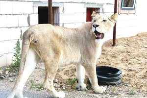 Klaipėdoje apsigyveno ypač reti plėšrūnai
