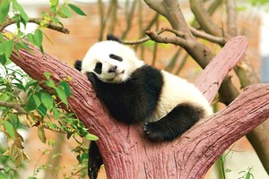 Kodėl pandų kailis juodas ir baltas? Mokslininkai rado atsakymą