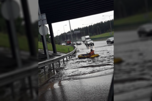 Liūtis Vilniuje – žmonės negalėjo patikėti, kas dėjosi prieš jų akis