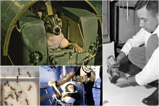 Laika, skruzdės, musės ir kiti užmiršti kosmoso didvyriai