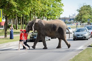 Panevėžio gatvėmis vaikomas dramblys pašiurpino miestiečius