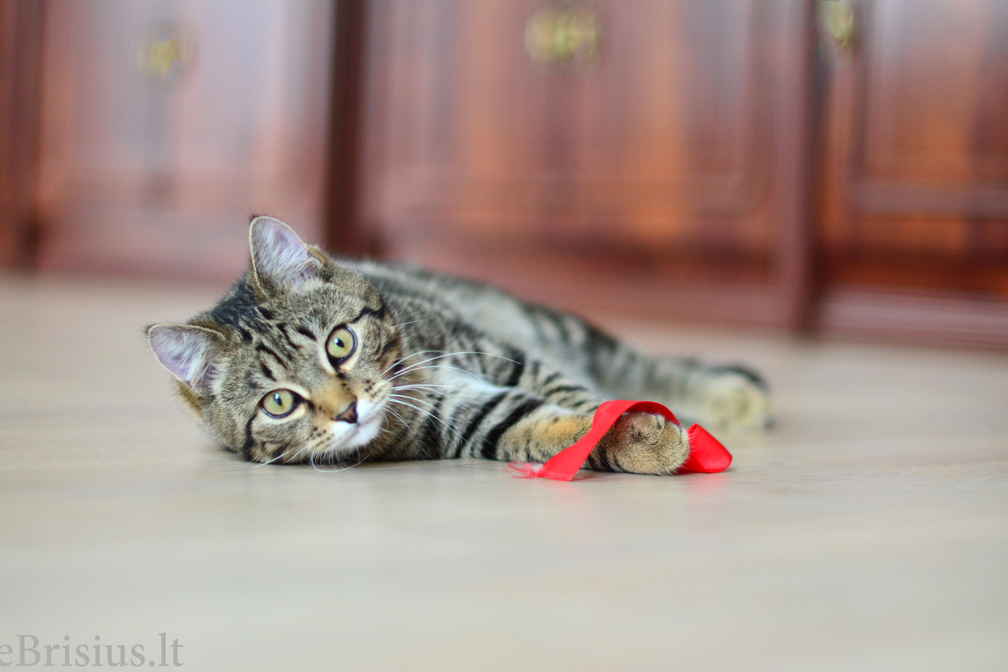 Tik paėmę į rankas nusprendėme, kad jis bus Meška, nes šis gyvūnas mums labai patinka, tačiau jo auginti namie negalima, todėl dabar turime savo mini Mešką. <br>Ž. Žilinskaitės nuotr.