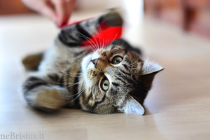 Kačių išgyvenimo drama prie daugiabučio namo įkvėpė priimti gražų sprendimą