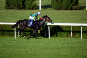 Prestižinėse užsienio lenktynėse – Lietuvos savininkų žirgų pergalės