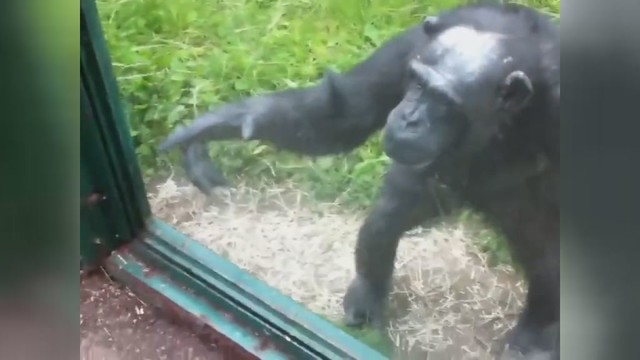 Neįprastas šimpanzių elgesys nustebino zoologijos sodo lankytojus