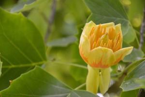 Botanikos sodo parke pasakiško grožio žiedais apsipylė tulpmedžiai 
