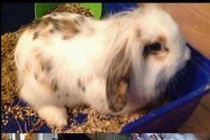  Jaunuolių sadizmo protrūkis: kraupiai nukankino triušį ir pasigyrė feisbuke