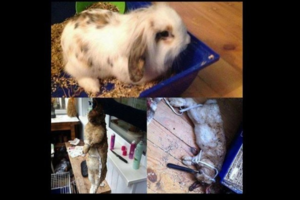 Nukankinto triušiuko istorija: atsiliepė gyvūną dovanojusi moteris