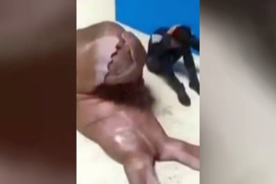 Neįtikėtina: jūrų liūtas pademonstravo, kaip įgauti tobulas kūno formas